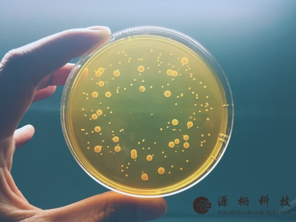 ASTM G21真菌抗性测试